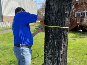 HOA and Commercial Tree Inventory