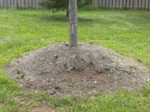 Improper way to mulch your trees