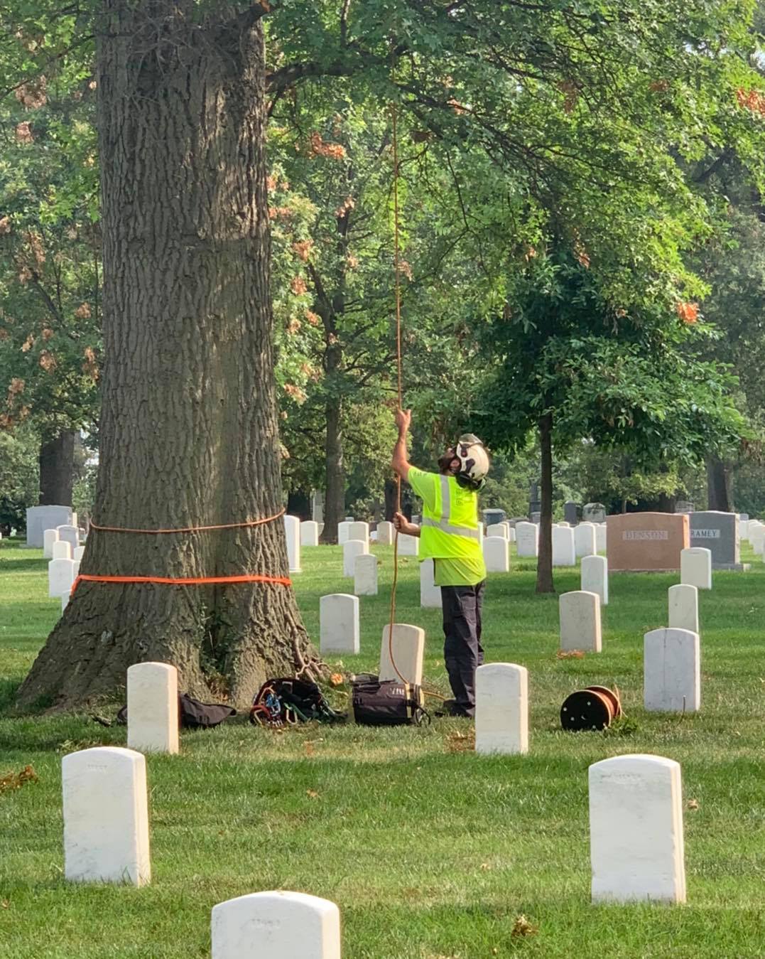 Commercial Tree Pruning in Arlington VA