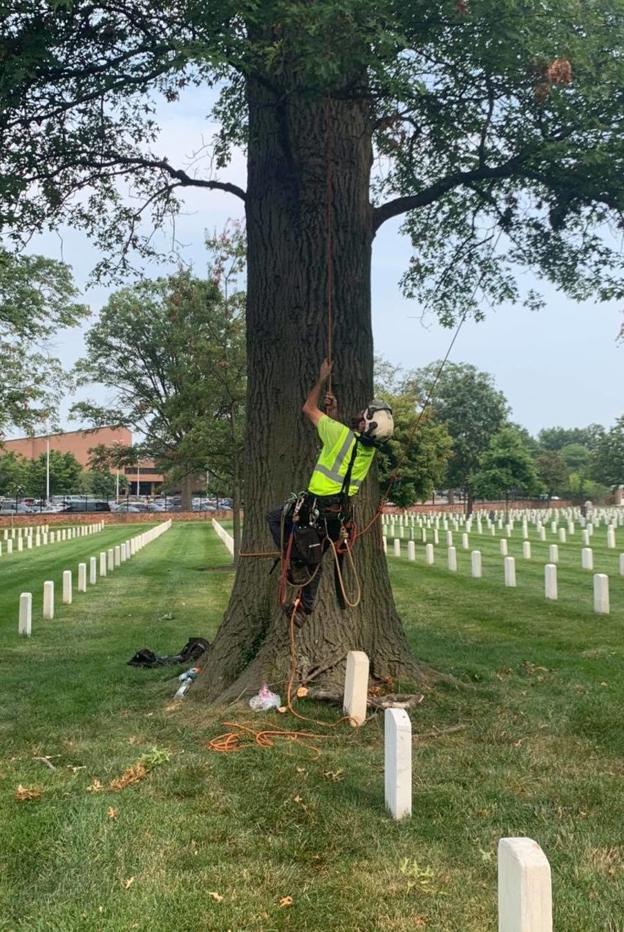 Arlington VA Commercial Tree Care