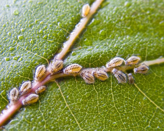 Top Tree Pests in Mid-Atlantic