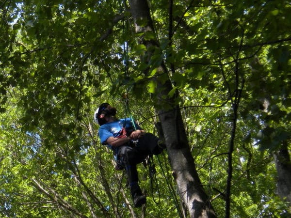 Tree and Stump Removal in Loudoun County VA and Nearby Areas