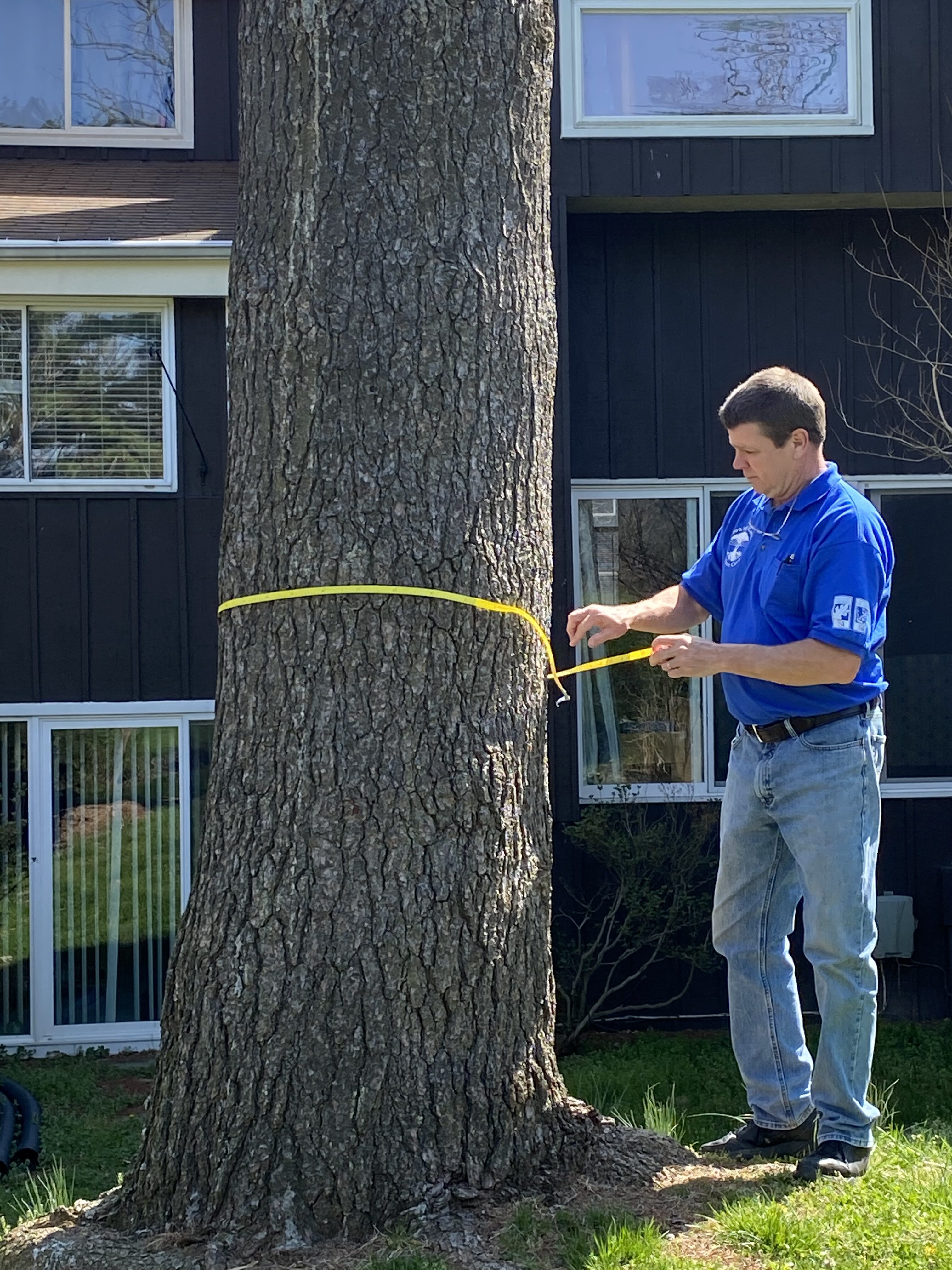 Tree Inventory Reston