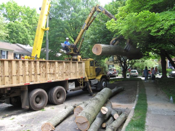 Tree Removal Services