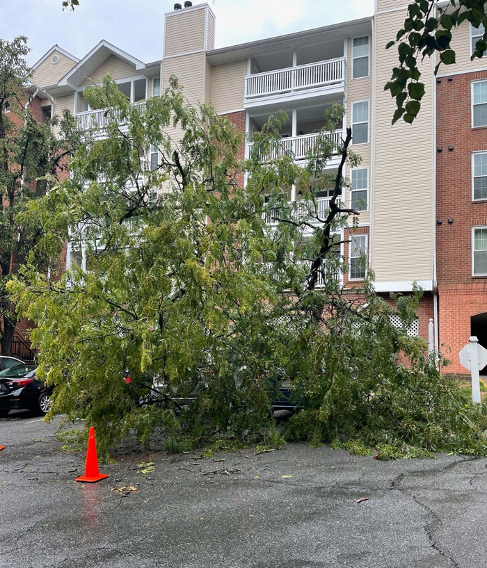Tree Removal Falls Church, VA