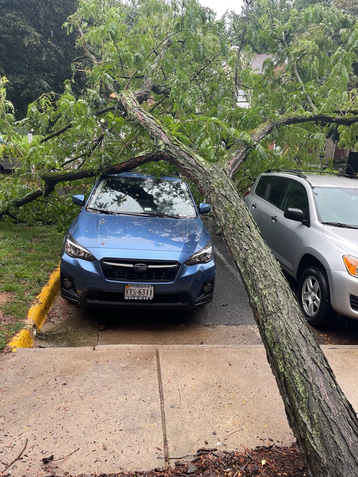 Emergency Tree Removal McLean Virginia