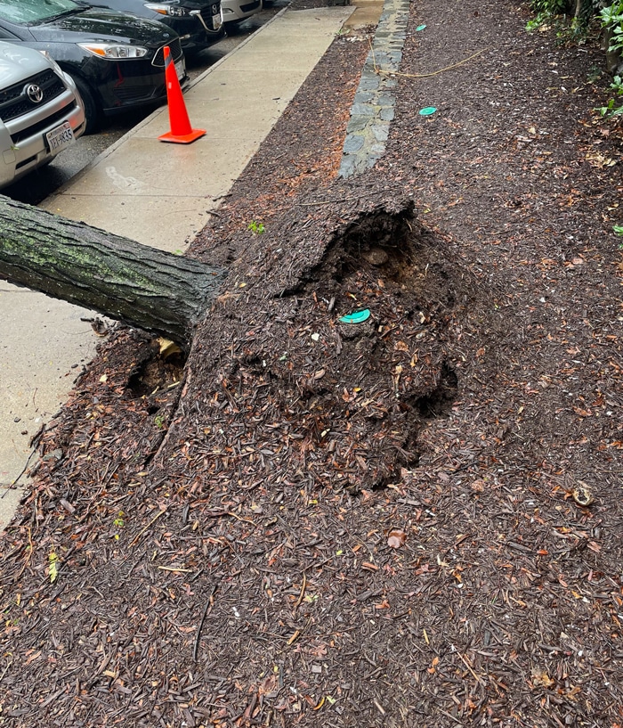 Tree Removal Falls Church, VA