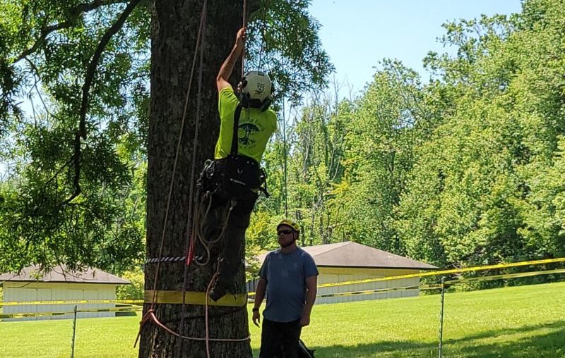 Tree Removal and Tree Pruning in Reston, VA