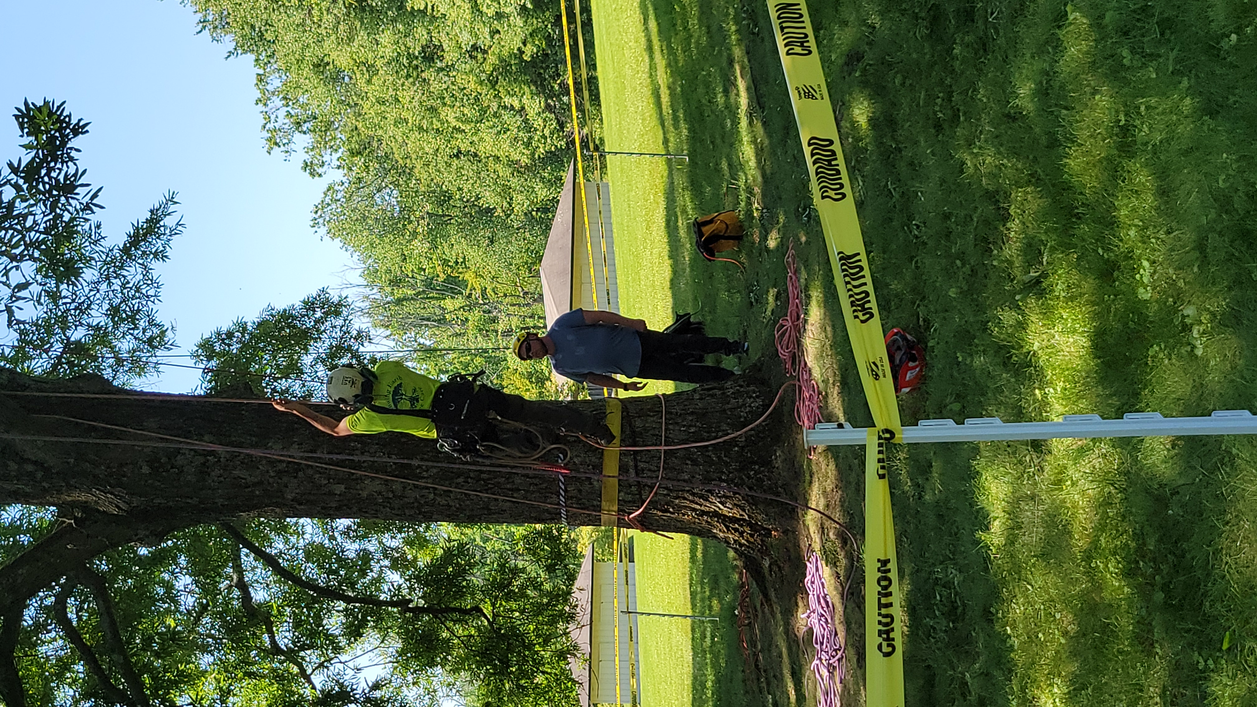 Tree Climbing Competition