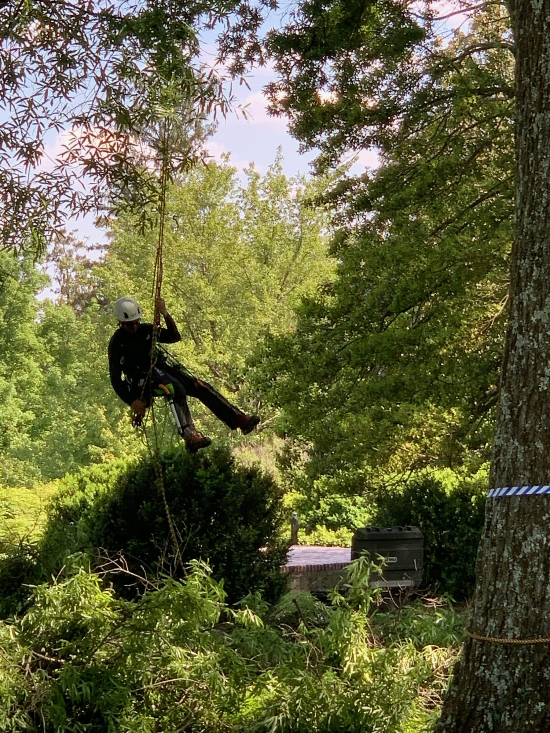 Tree Pruning in Leesburg in Preparation for the Climbing Competition