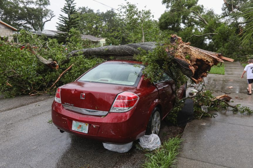 Are Your Trees at Risk During Storms?